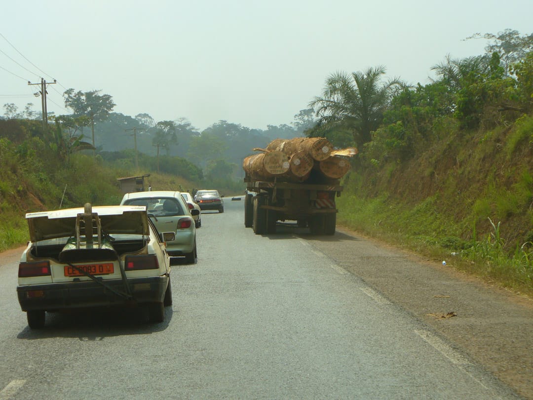 Cameroon deforestation logs