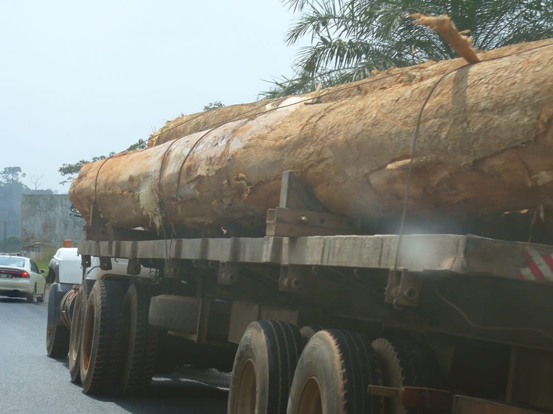 Cameroon deforestation logs