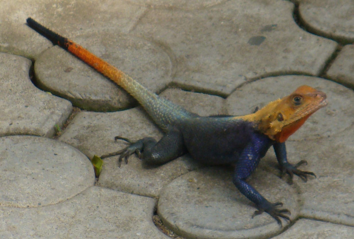 Rob's Douala house lizard