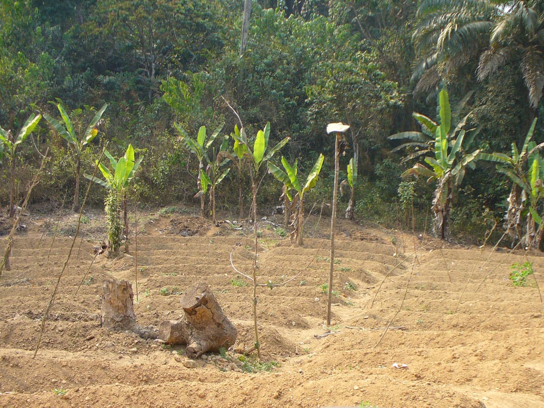 Tiny banana farm in jungle