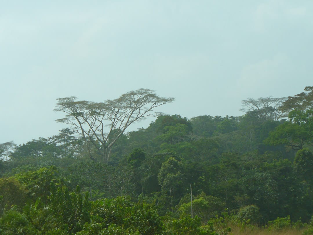 Cameroon jungle