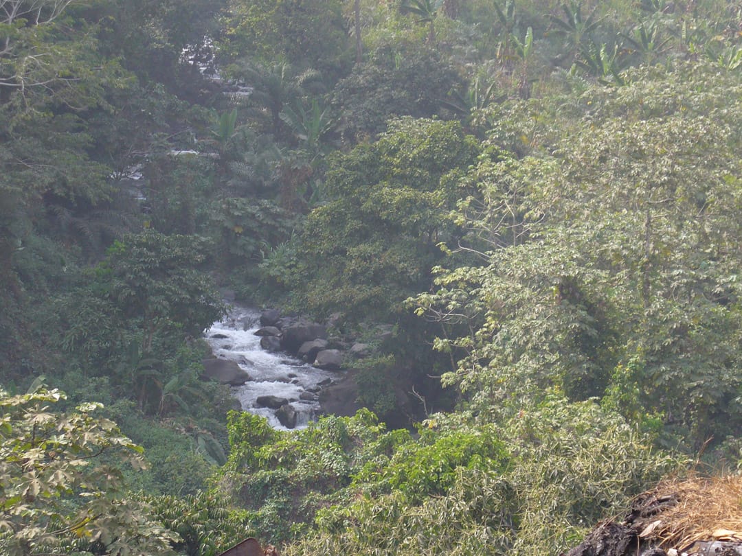 A stream in the jungle