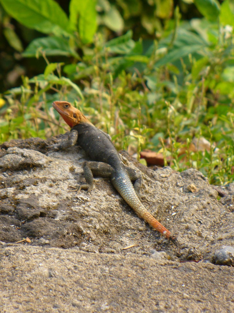 Cameroon lizard