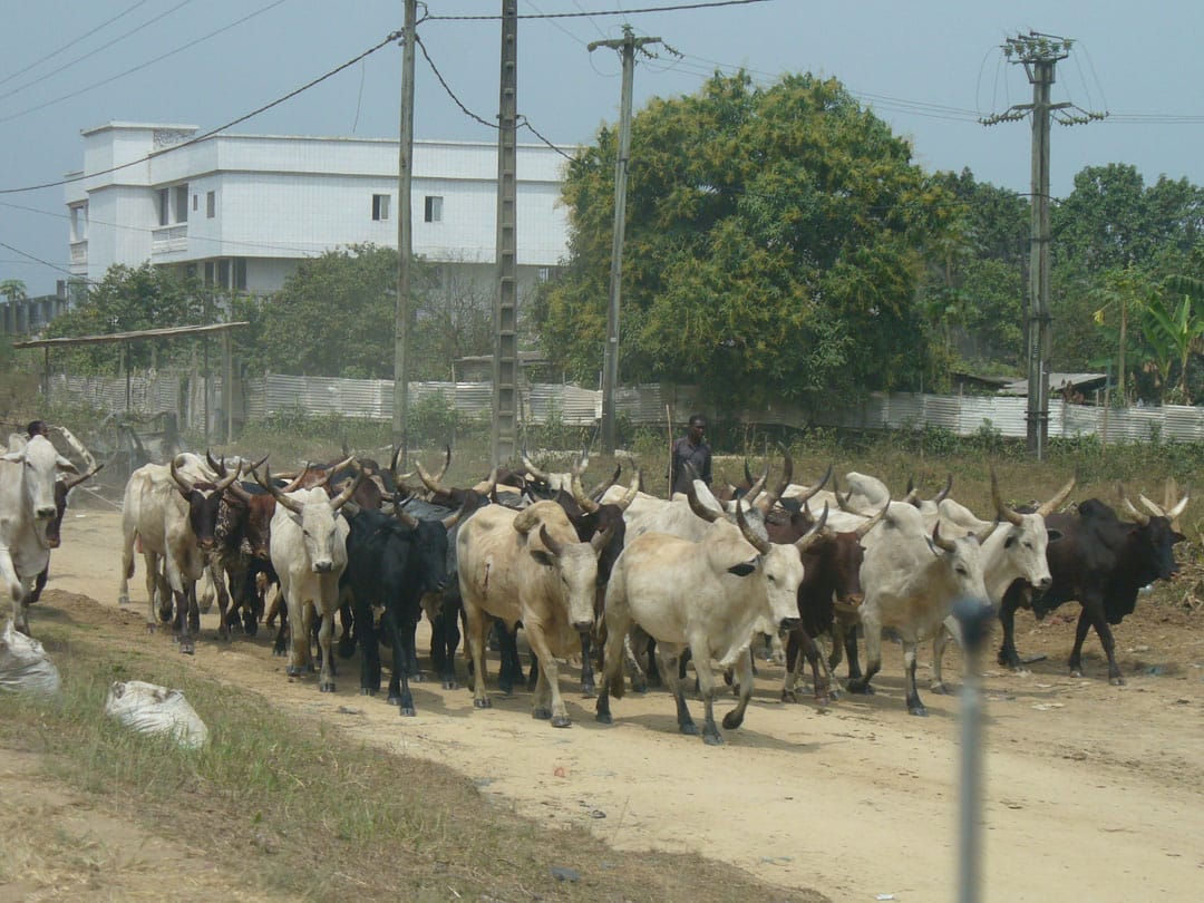 Cameroon cattle drive