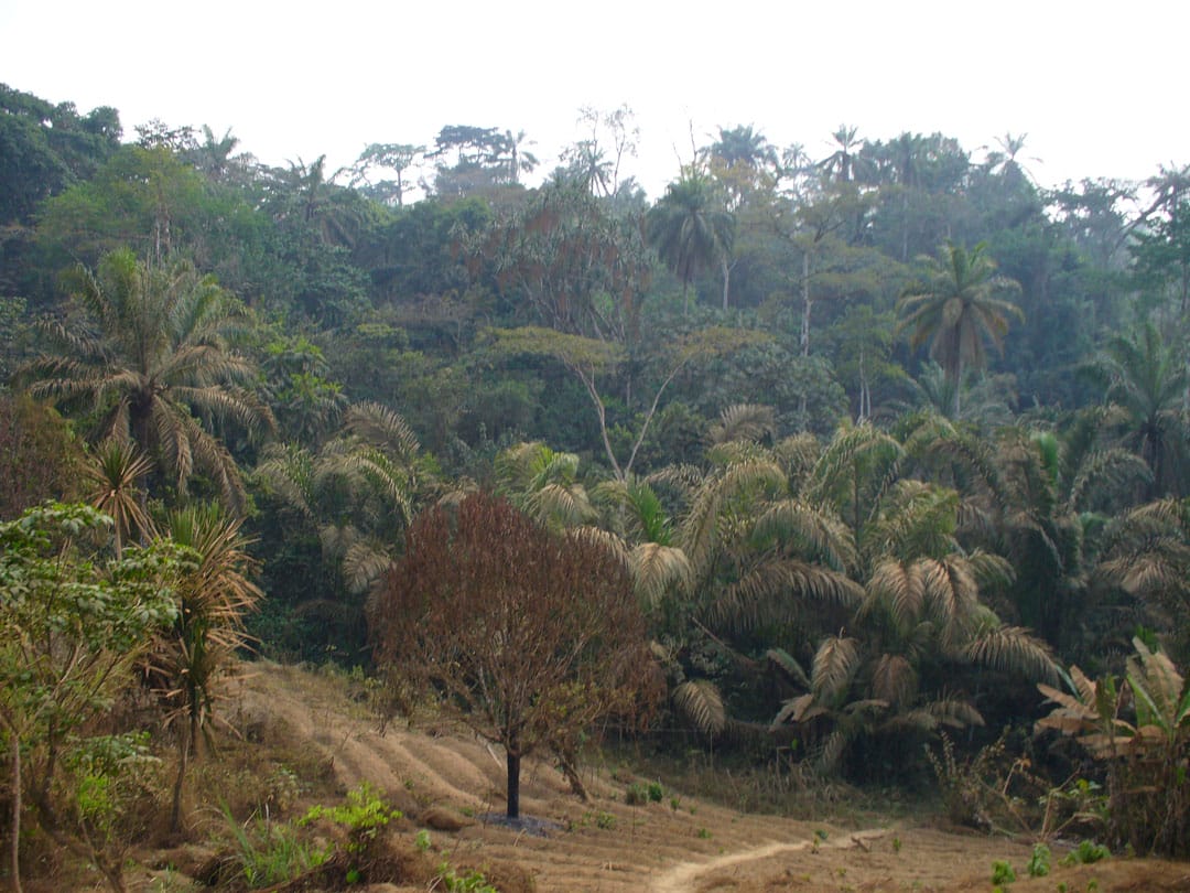 Cameroon jungle off the beaten path